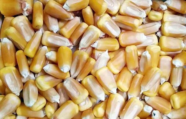 1578555900.jpg 微信图片_20200109154304.jpg