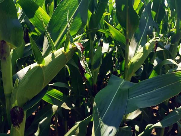 1600067511.jpg 微信图片_20200914151133.jpg