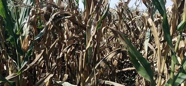 1600067751.jpg 微信图片_20200914151518.jpg