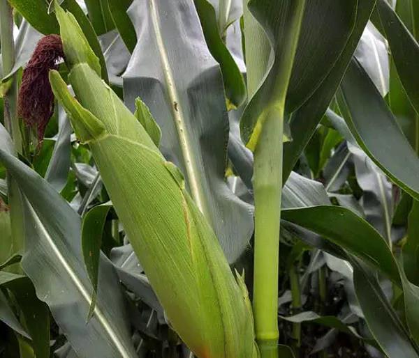 1600072730.jpg 微信图片_20200914163808.jpg