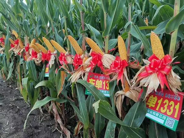 1600310908.jpg 微信图片_20200917104744.jpg