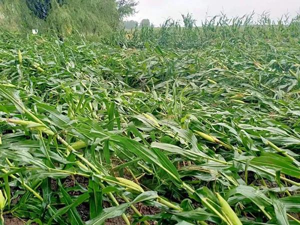 1600311915.jpg 微信图片_20200917110436.jpg