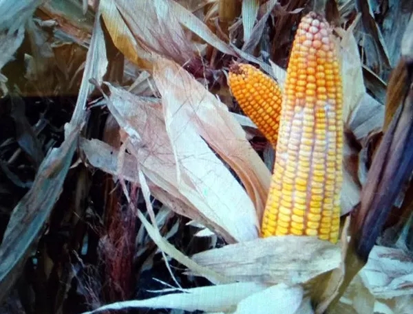 1602551962.jpg 640.webp (1).jpg