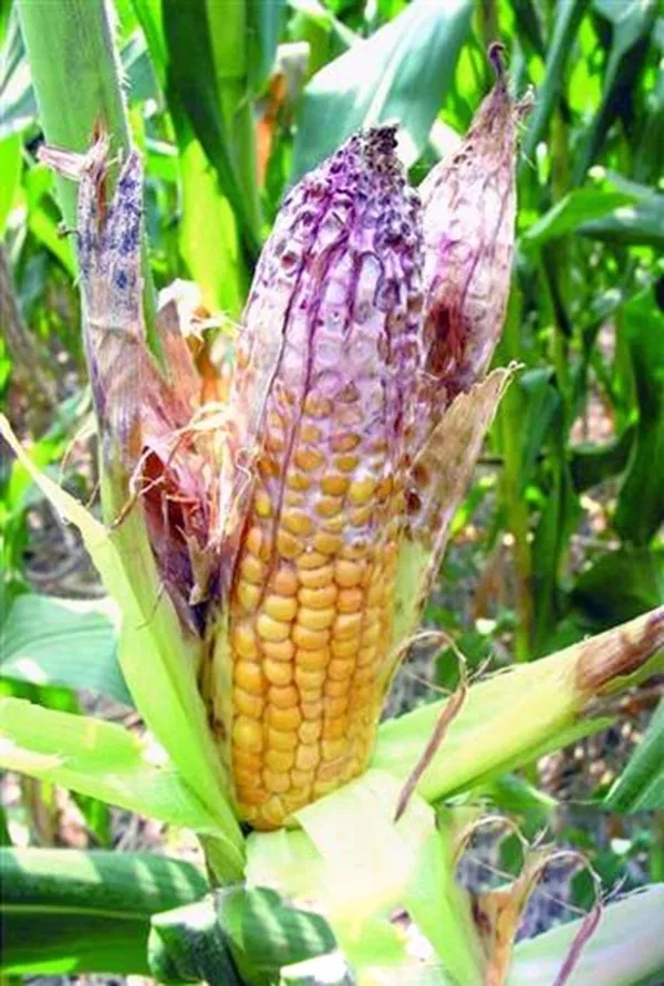 1602551971.jpg 640.webp (2).jpg