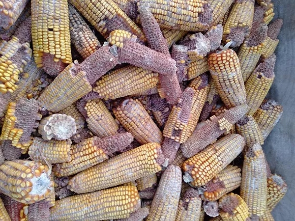 1602551977.jpg 640.webp (3).jpg