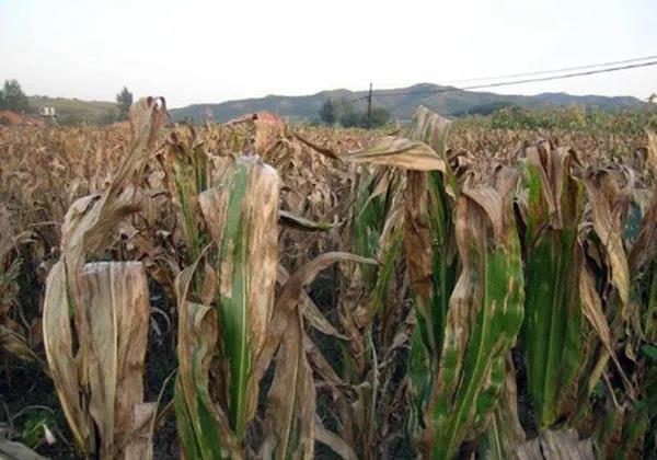 1606781339.jpg 微信图片_20201201080805.jpg