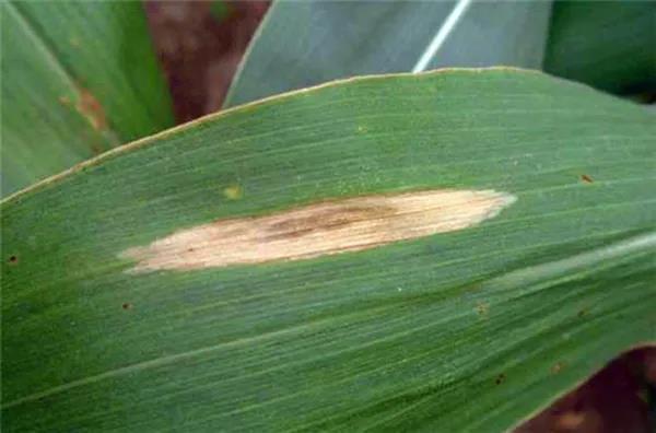 1606781353.jpg 微信图片_20201201080809.jpg