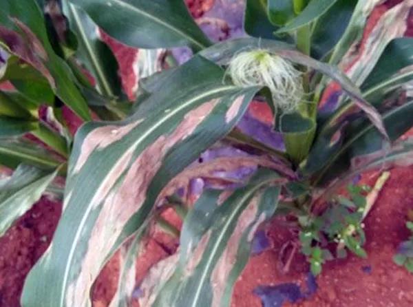 1606781359.jpg 微信图片_20201201080812.jpg