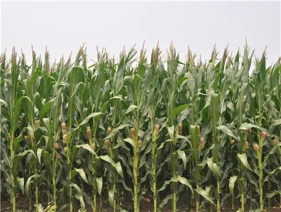 1614232903.jpg 640.webp.jpg