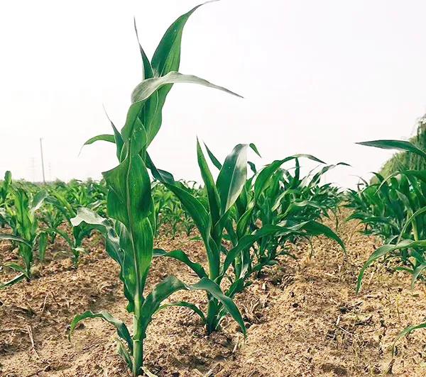 1615940025.jpg 微信图片_20210317081252.jpg