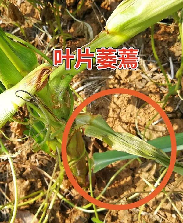 1628578217.jpg 微信图片_20210810144916.jpg