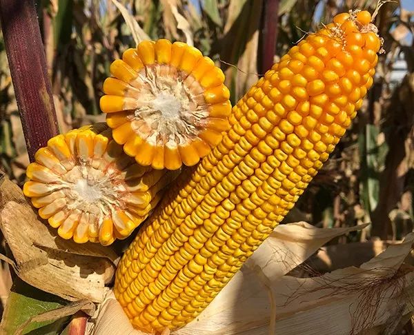 1653898100.jpg 640 (3).jpg