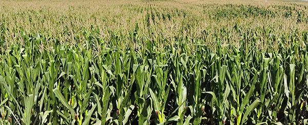 1662703071.jpg 640.jpg