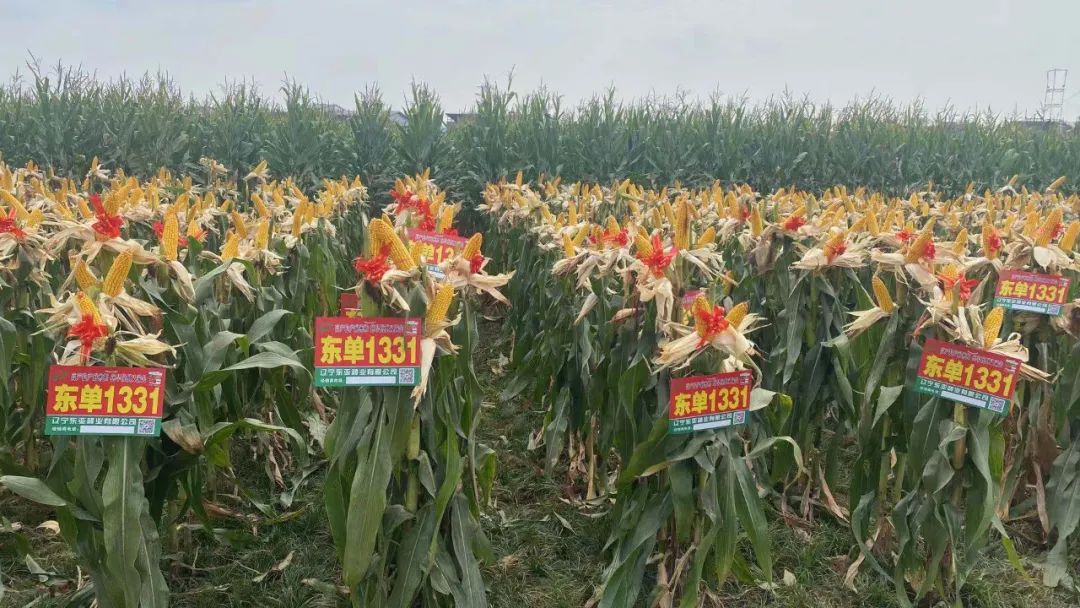 1662950423.jpg 1662950423.jpg