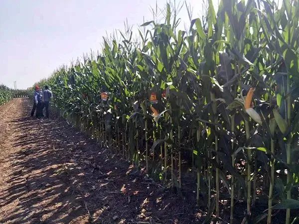 1685695228578125.jpg 640 (1).jpg